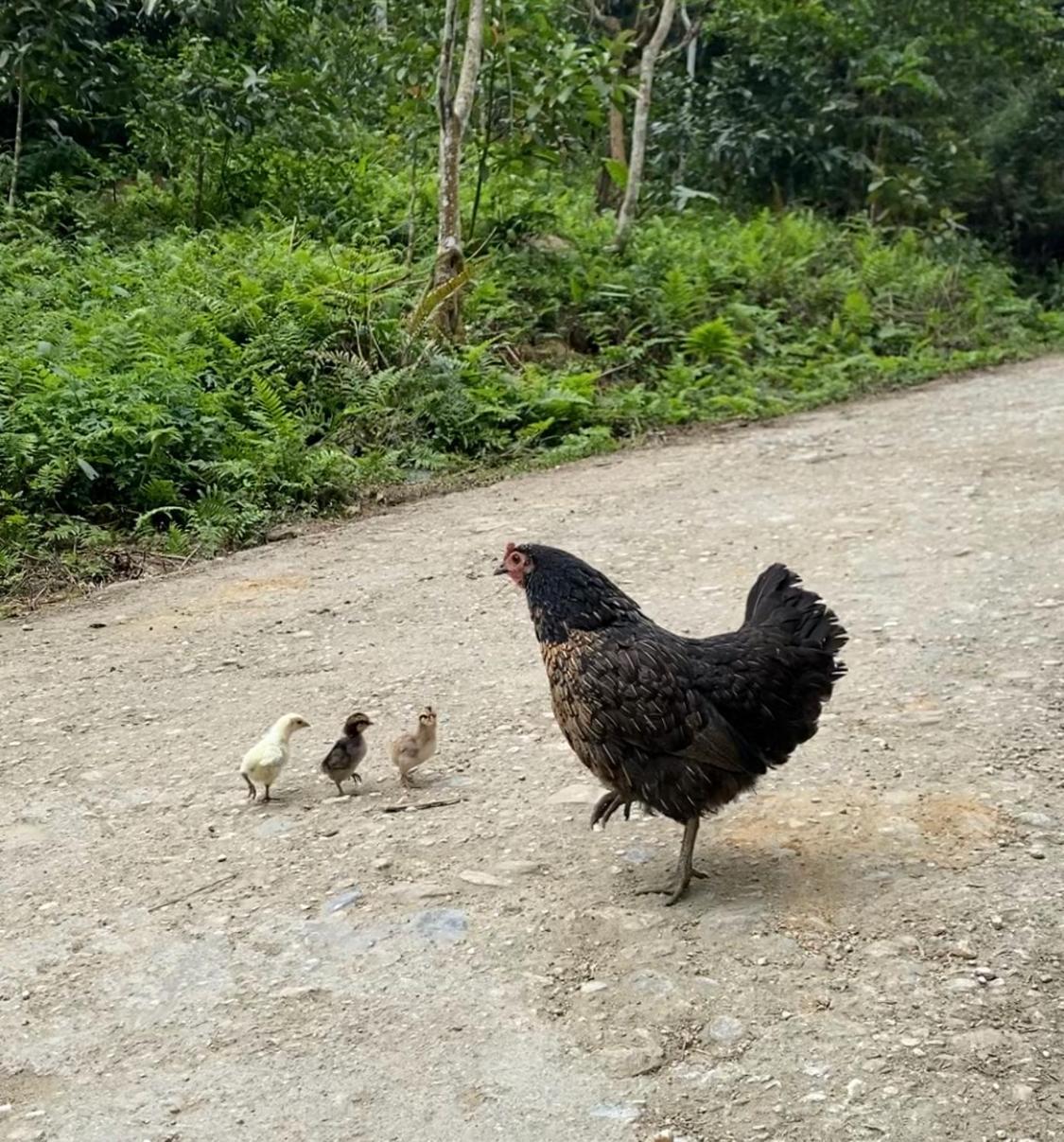 Bikki'S Jungle Homestay Ha Giang Eksteriør bilde