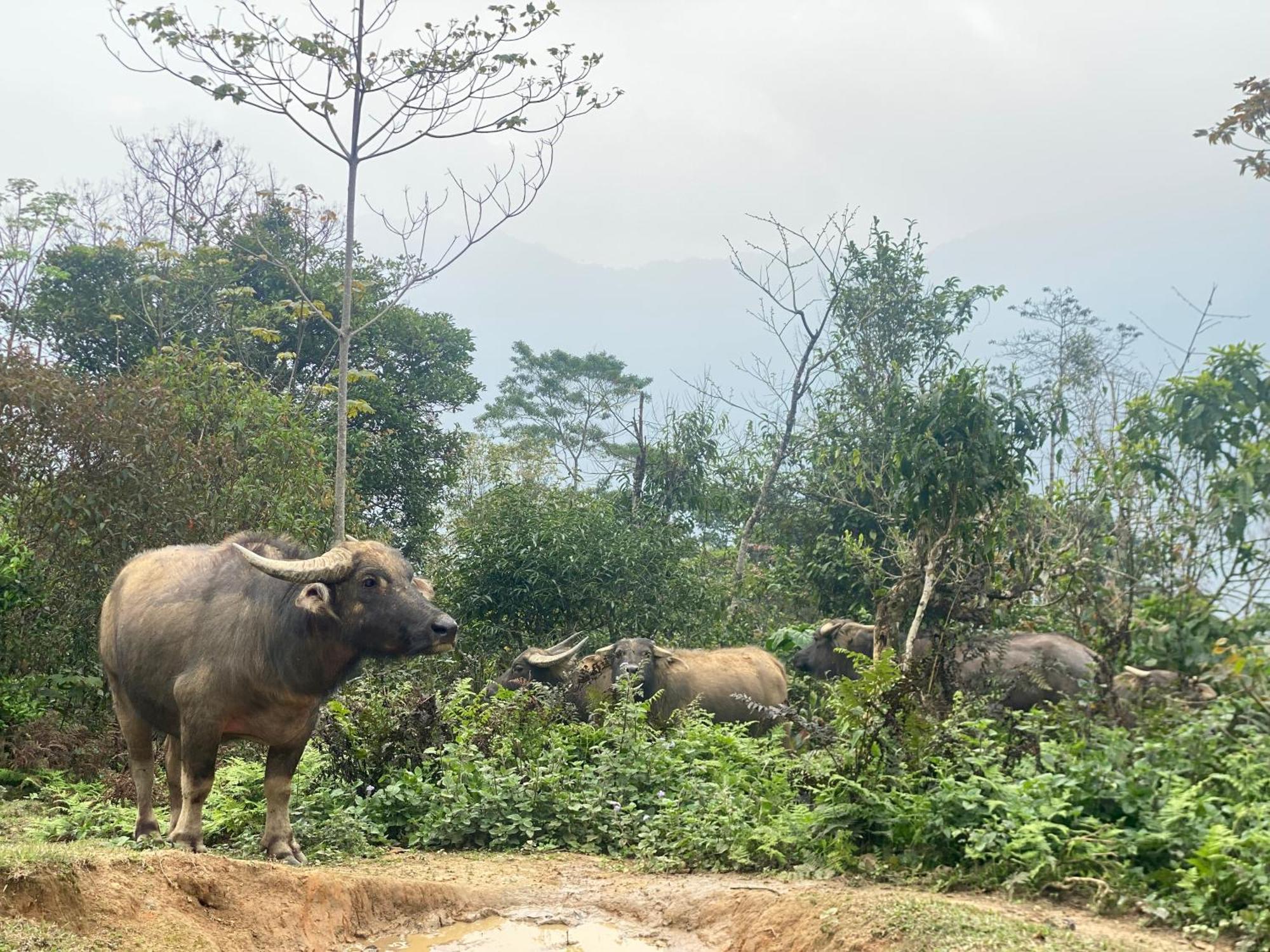 Bikki'S Jungle Homestay Ha Giang Eksteriør bilde