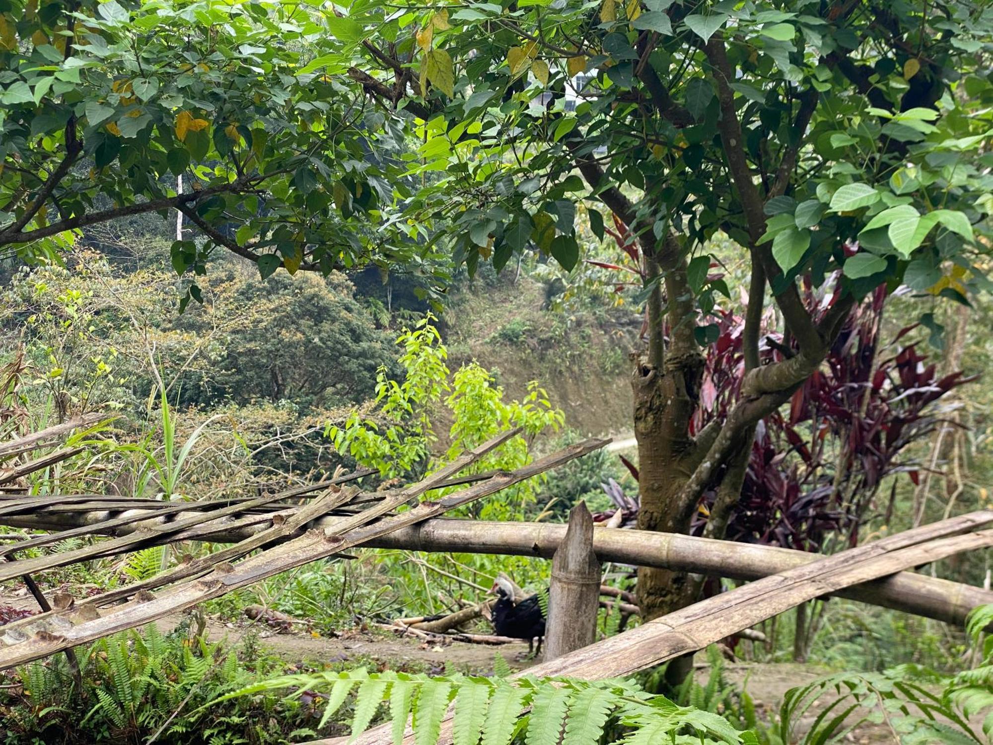 Bikki'S Jungle Homestay Ha Giang Eksteriør bilde